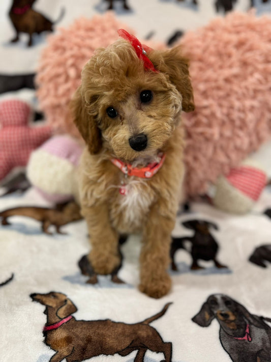 Sasha (Toy/Mini Bichon Poodle)