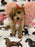 Sasha (Toy/Mini Bichon Poodle)