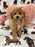 Sasha (Toy/Mini Bichon Poodle)