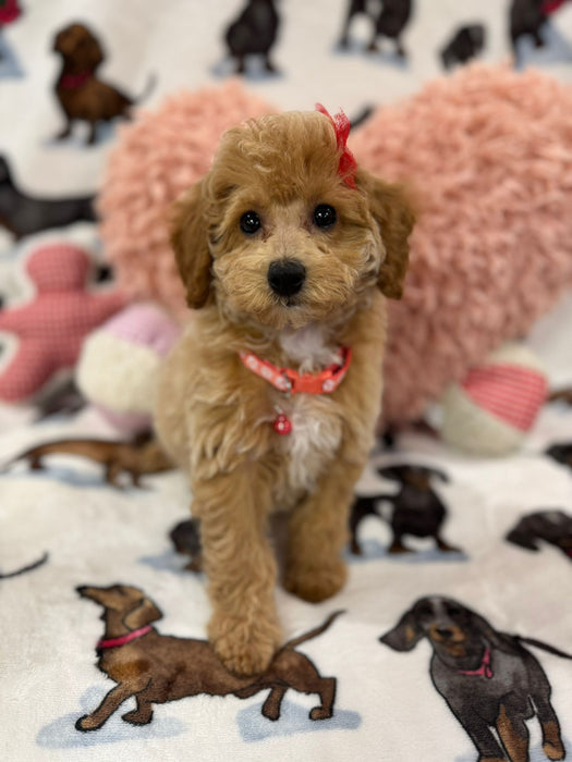 Sasha (Toy/Mini Bichon Poodle)