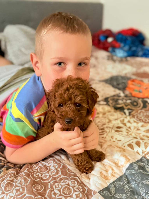 Saul (Toy Poodle)