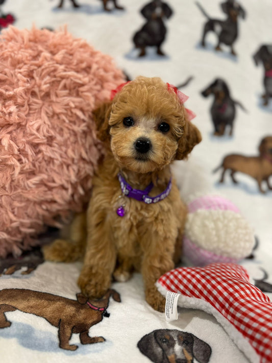 Sophy (Toy/Mini Poodle)