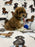 Sox (Toy/Mini Poodle)
