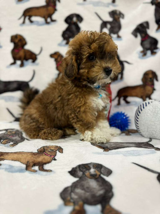 Sox (Toy/Mini Poodle)