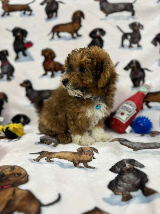 Sox (Toy/Mini Poodle)
