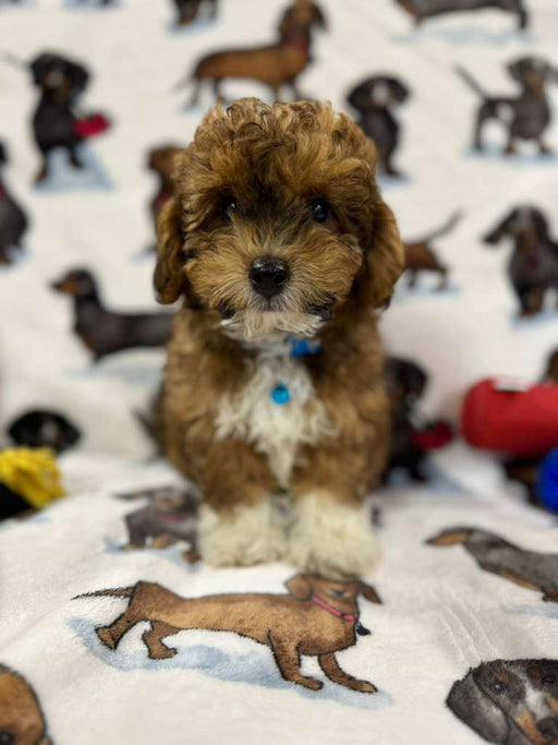 Sox (Toy/Mini Poodle)