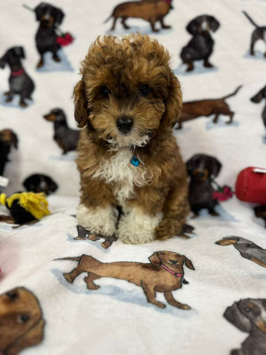 Sox (Toy/Mini Poodle)