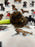 Speed (Toy/Mini Poodle)