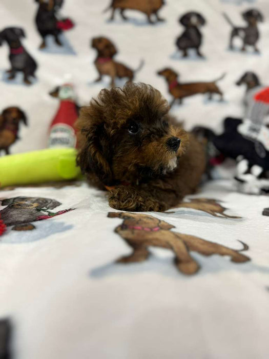 Speed (Toy/Mini Poodle)