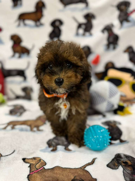 Speed (Toy/Mini Poodle)