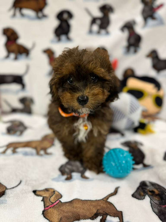 Speed (Toy/Mini Poodle)