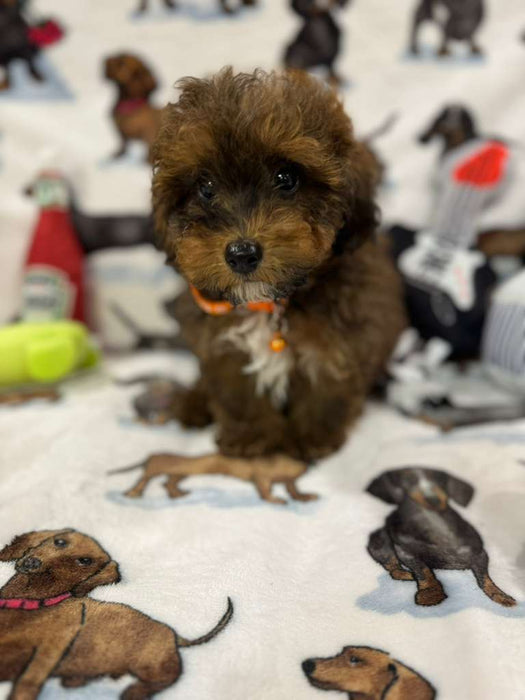 Speed (Toy/Mini Poodle)
