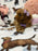 Stella (Toy/Mini Poodle)
