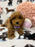 Stella (Toy/Mini Poodle)