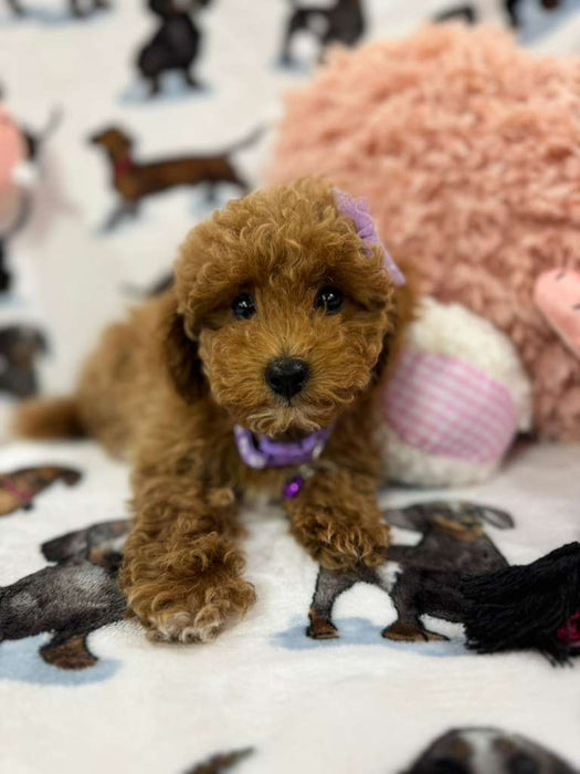 Stella (Toy/Mini Poodle)