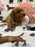 Stella (Toy/Mini Poodle)