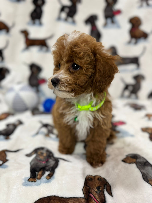 Striker (Toy/Mini Poodle)