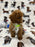 Striker (Toy/Mini Poodle)