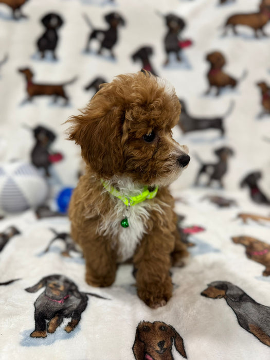 Striker (Toy/Mini Poodle)