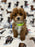 Striker (Toy/Mini Poodle)