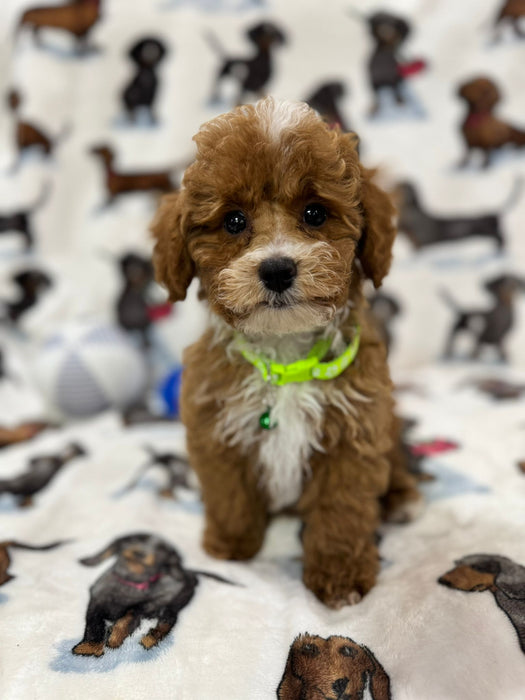 Striker (Toy/Mini Poodle)