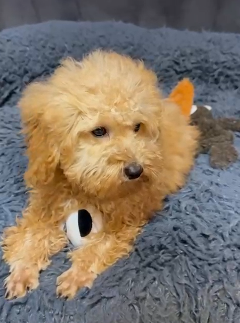 Joe  (Toy Poodle)