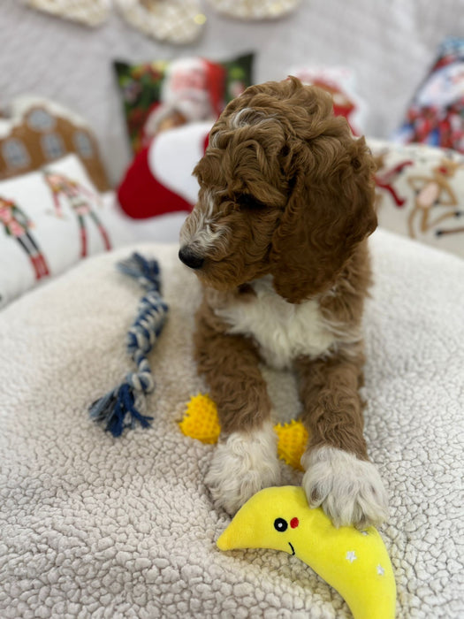 Socks (Standard-Poodle)