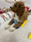 Socks (Standard-Poodle)