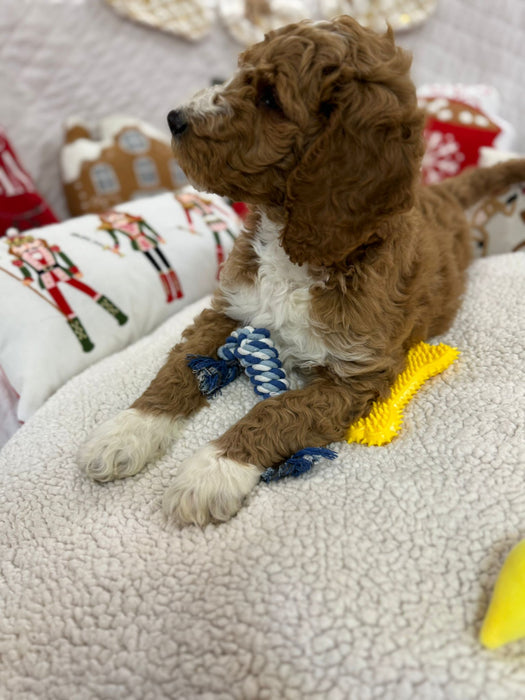 Socks (Standard-Poodle)