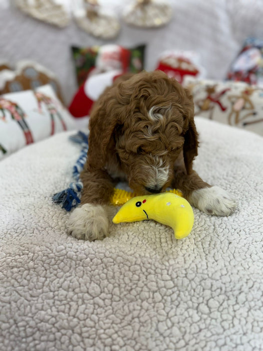 Socks (Standard-Poodle)