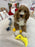 Socks (Standard-Poodle)