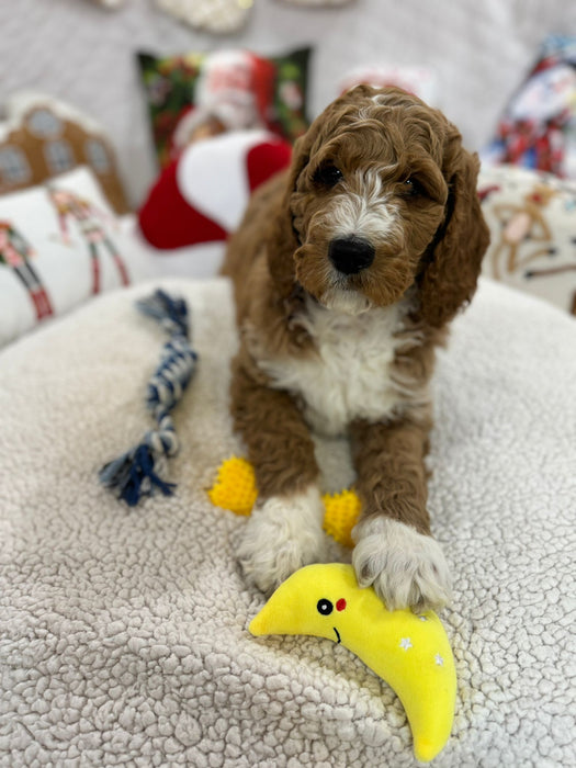 Socks (Standard-Poodle)