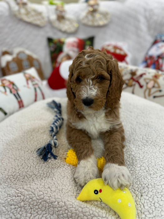 Socks (Standard-Poodle)