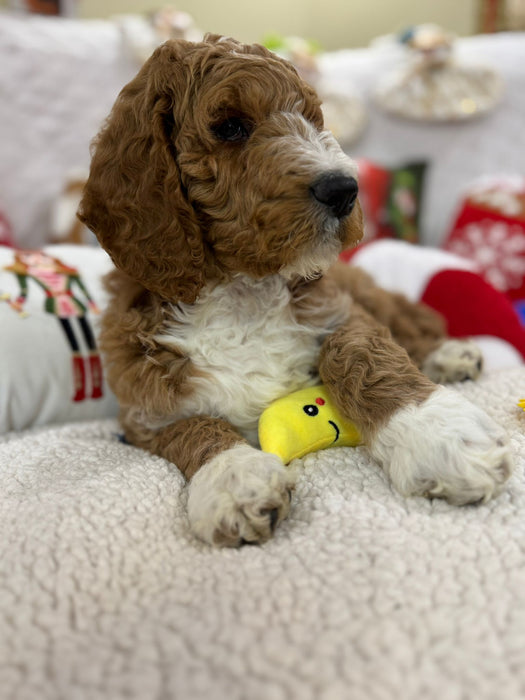 Socks (Standard-Poodle)