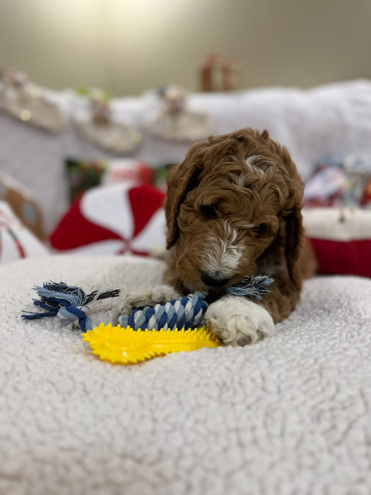 Socks (Standard-Poodle)