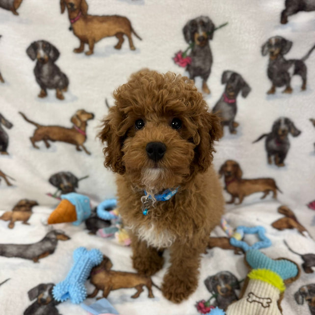 TANGO (Toy Poodle)