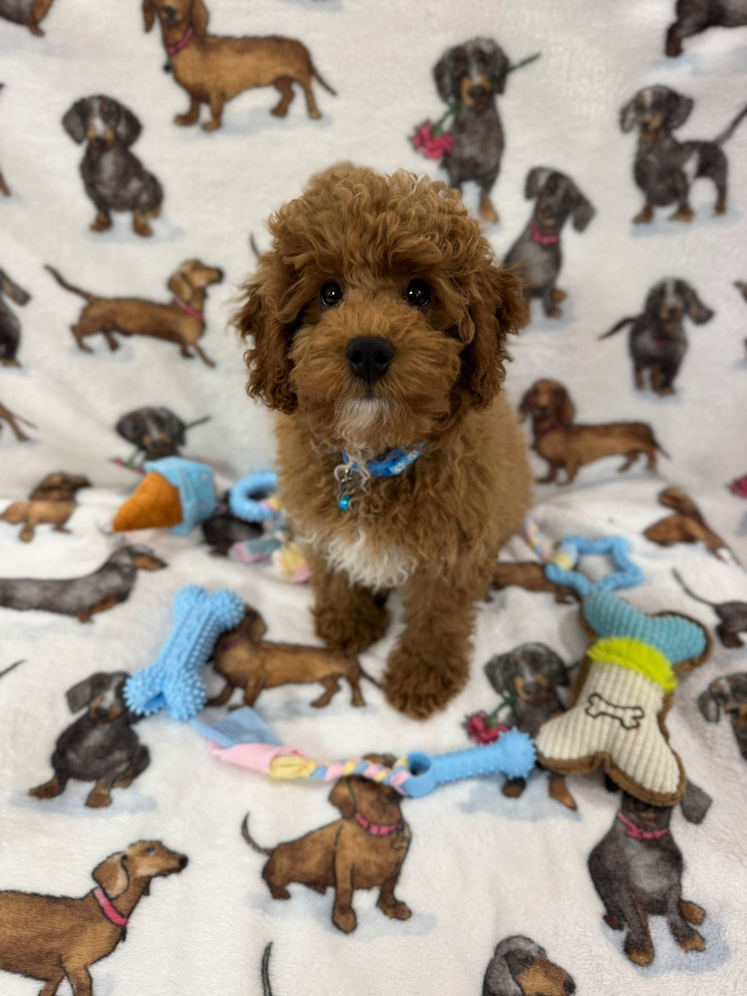 TANGO (Toy Poodle)