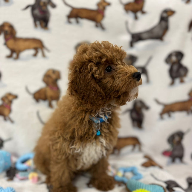 TANGO (Toy Poodle)