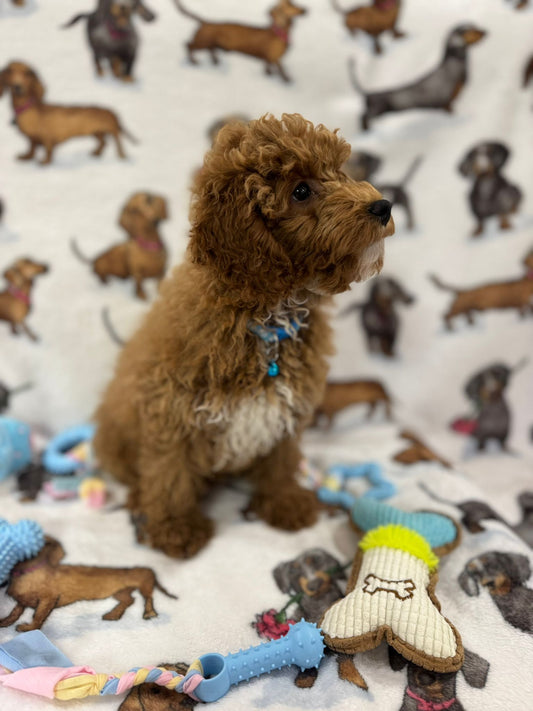 TANGO (Toy Poodle)
