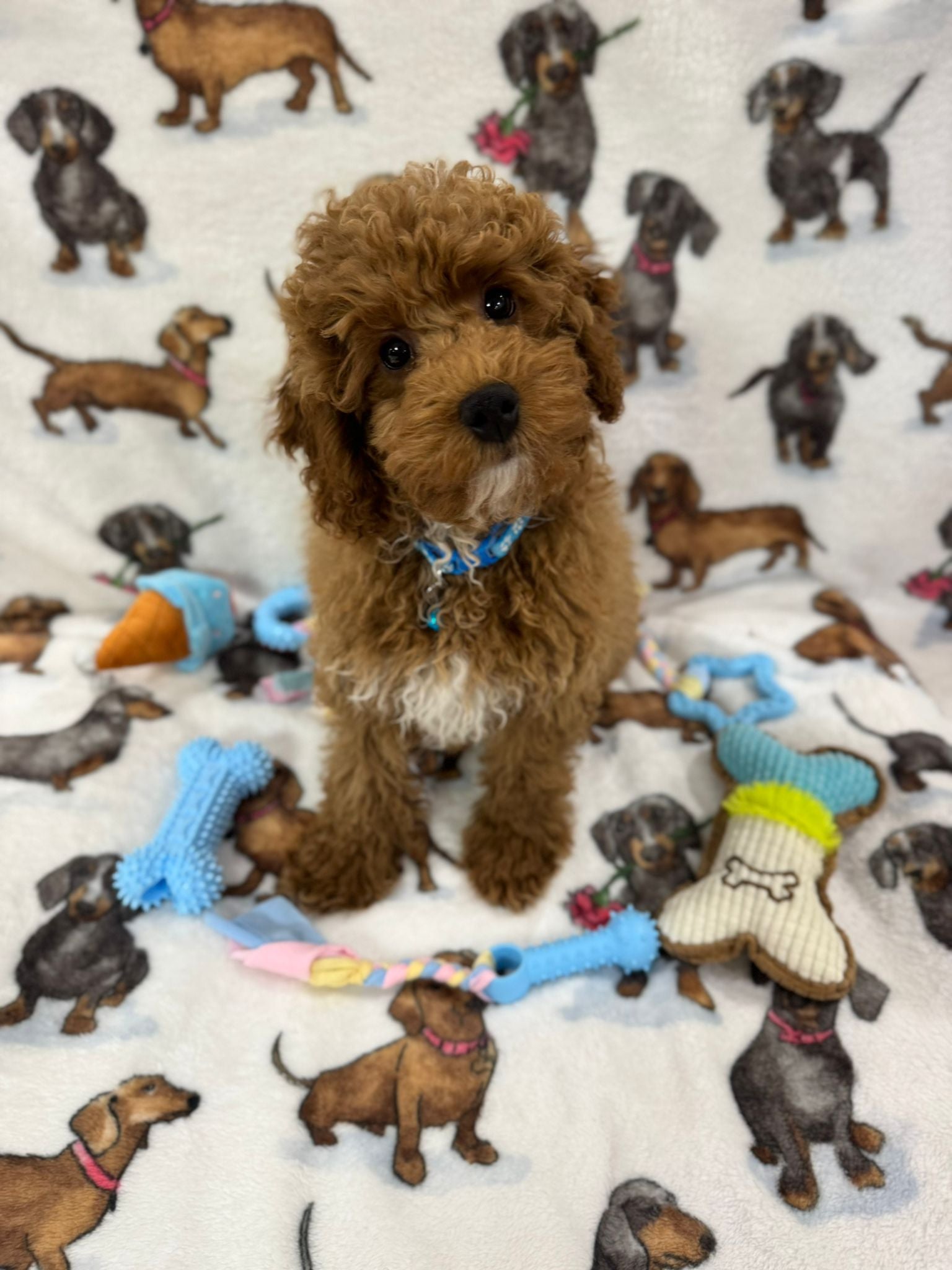 TANGO (Toy Poodle)