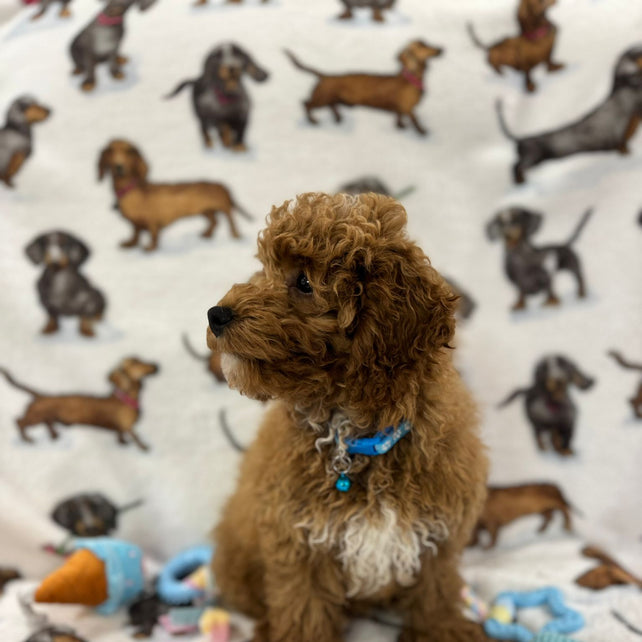 TANGO (Toy Poodle)