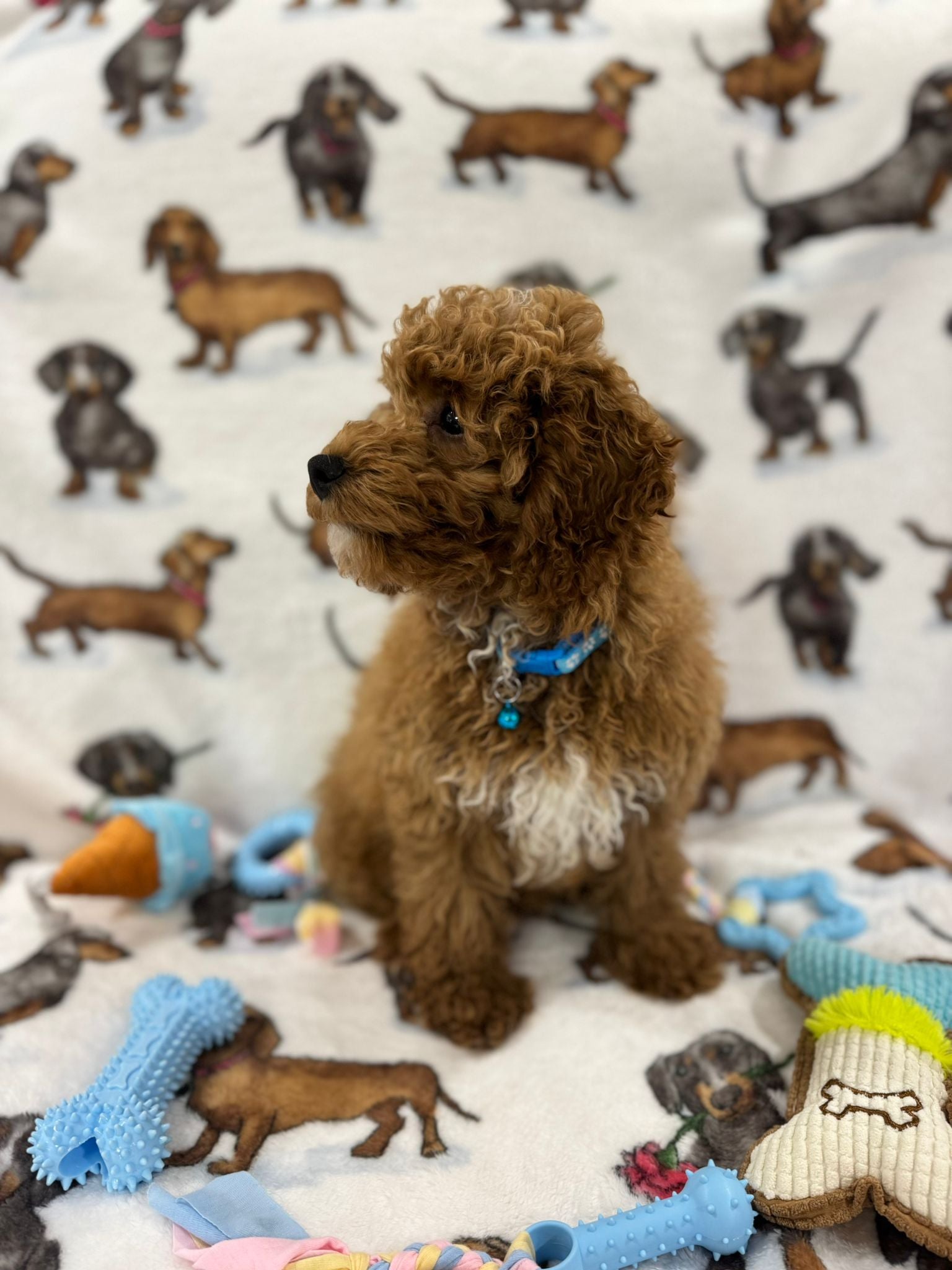 TANGO (Toy Poodle)