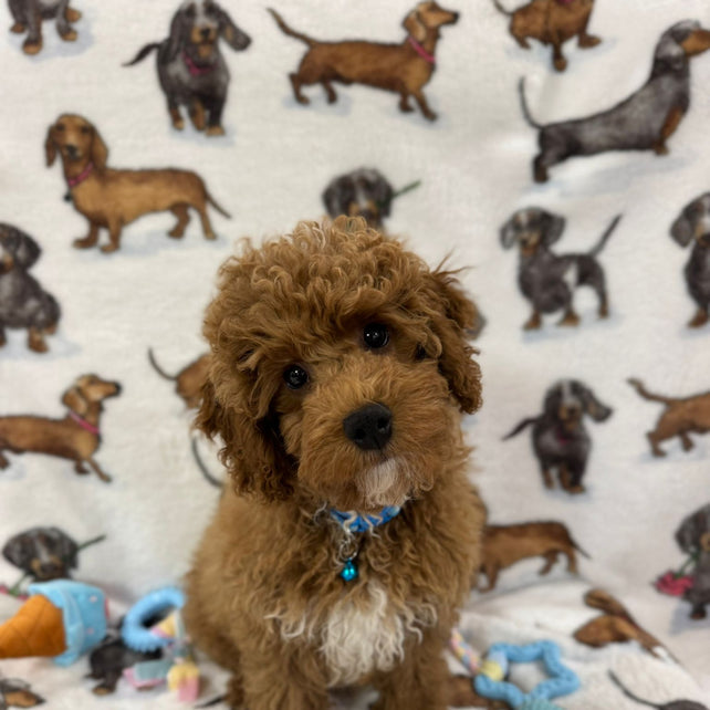 TANGO (Toy Poodle)