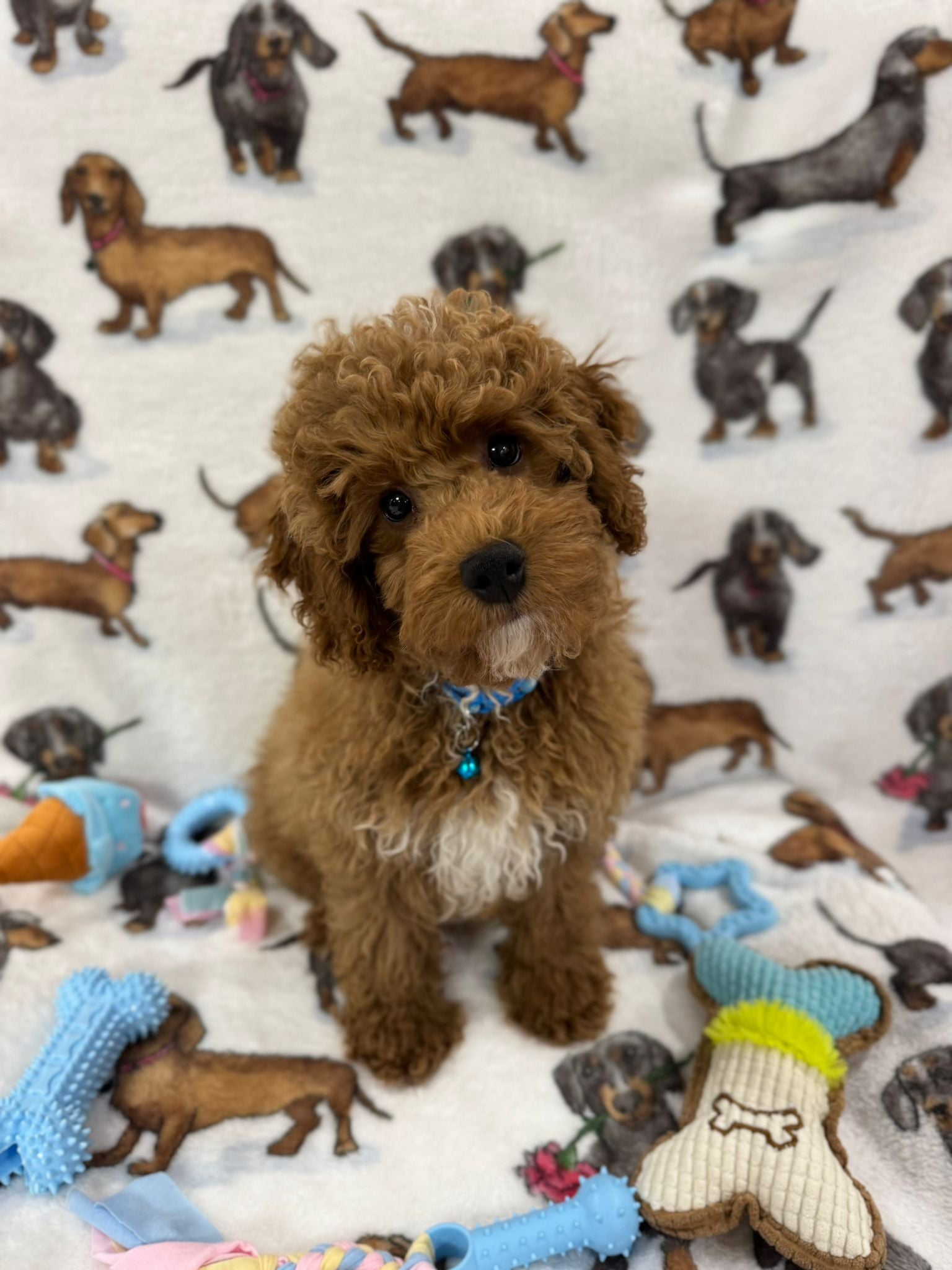 TANGO (Toy Poodle)