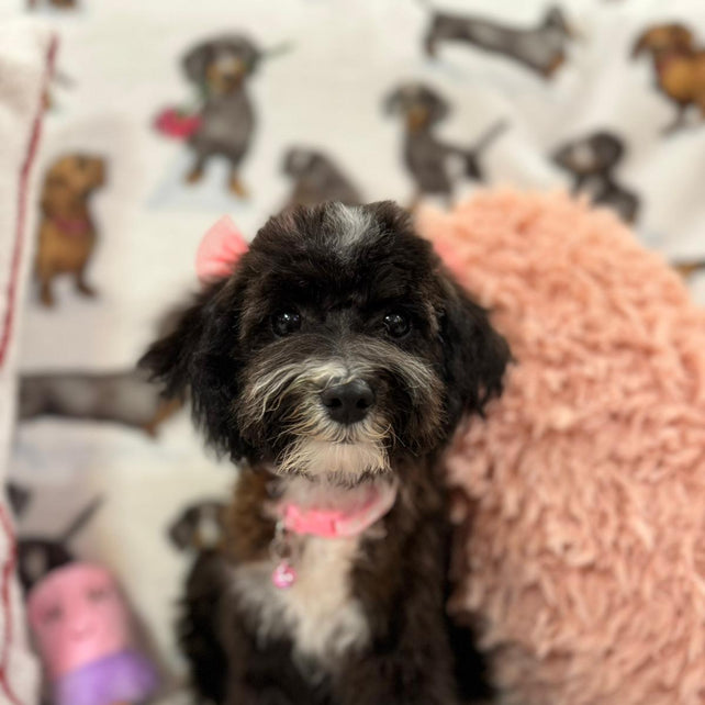 Jade (caniche toy)