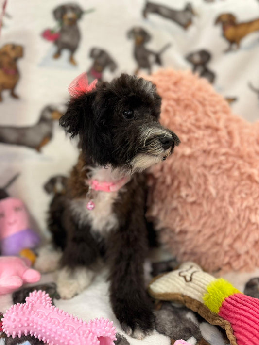 TAY (Miniature Poodle)