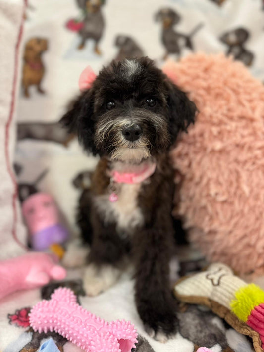 TAY (Miniature Poodle)