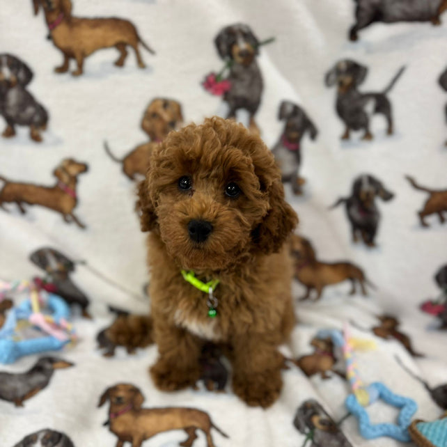 TAZ (Toy Poodle)