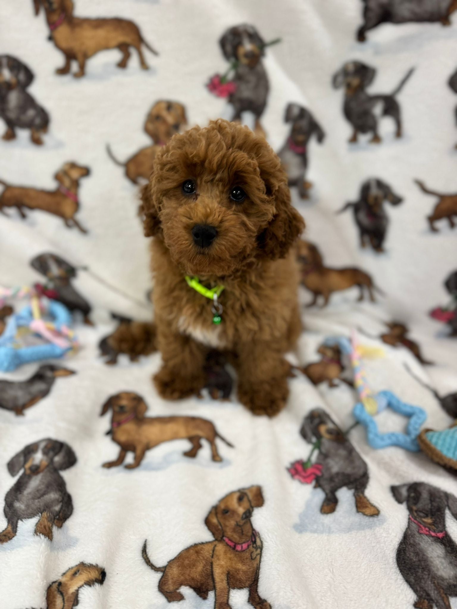 TAZ (Toy Poodle)