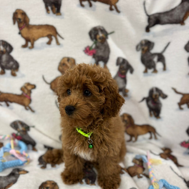 TAZ (Toy Poodle)